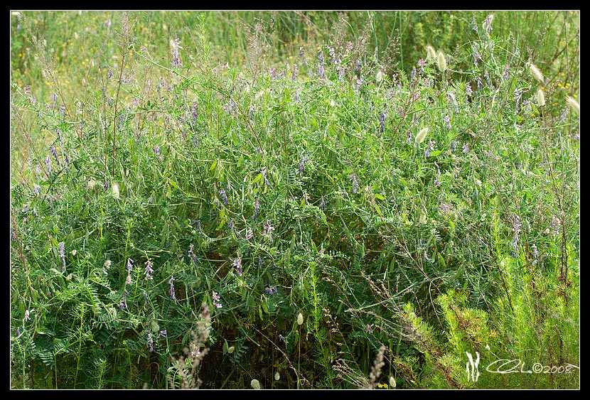 Vicia villosa