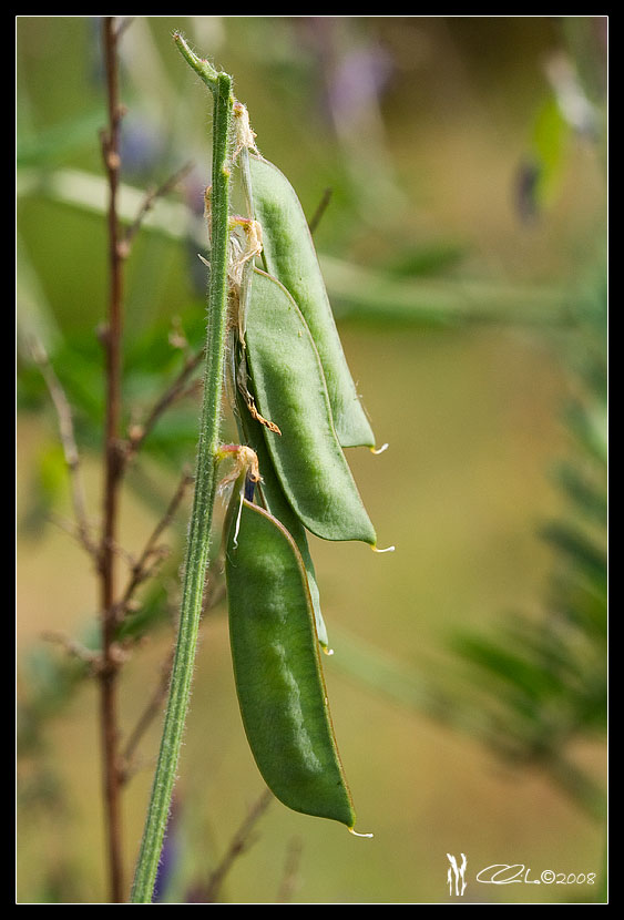 Vicia villosa