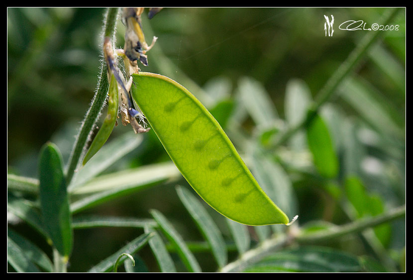 Vicia villosa
