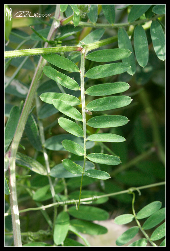 Vicia villosa
