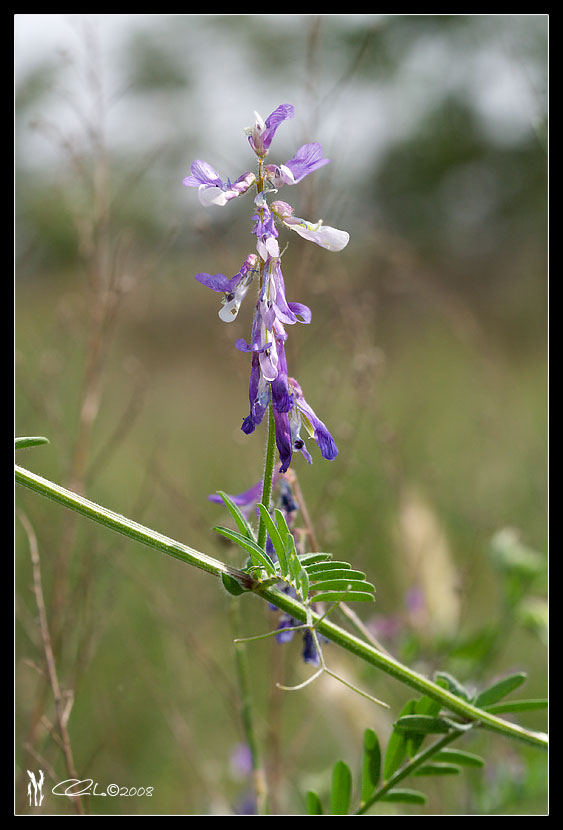 Vicia villosa