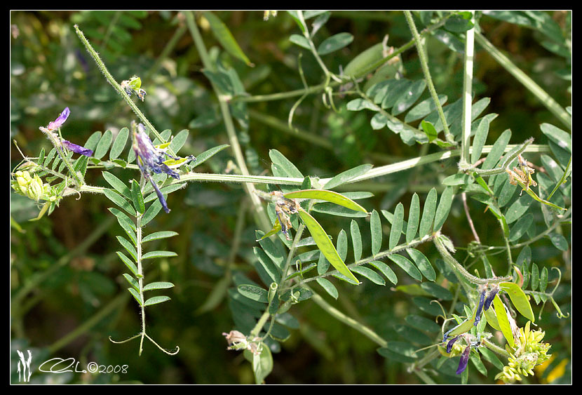 Vicia villosa
