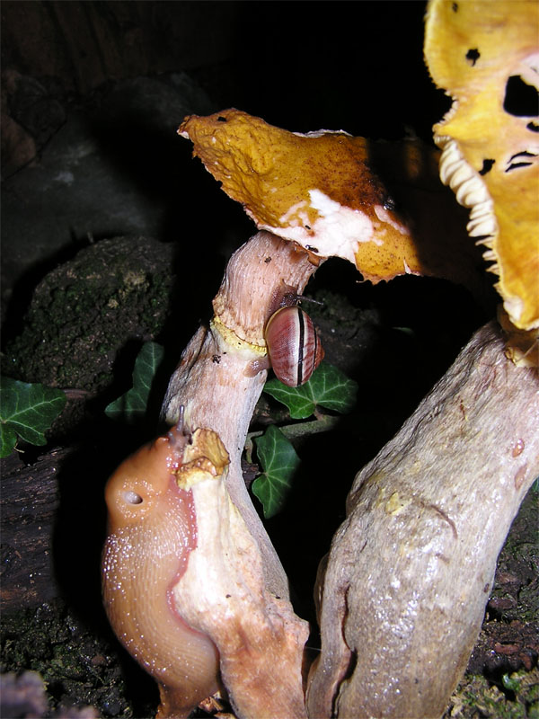 Limax brandstetteri Falkner 2008