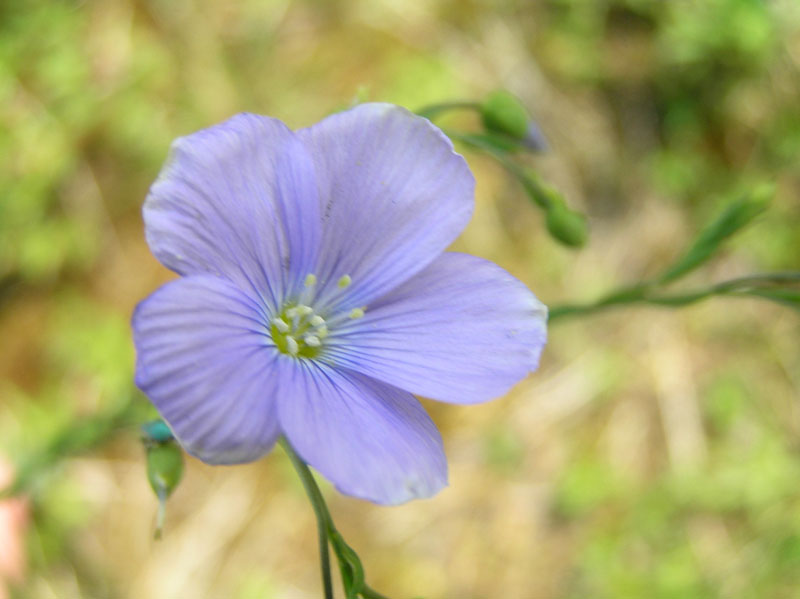Biodiversit - come si fa in Germania