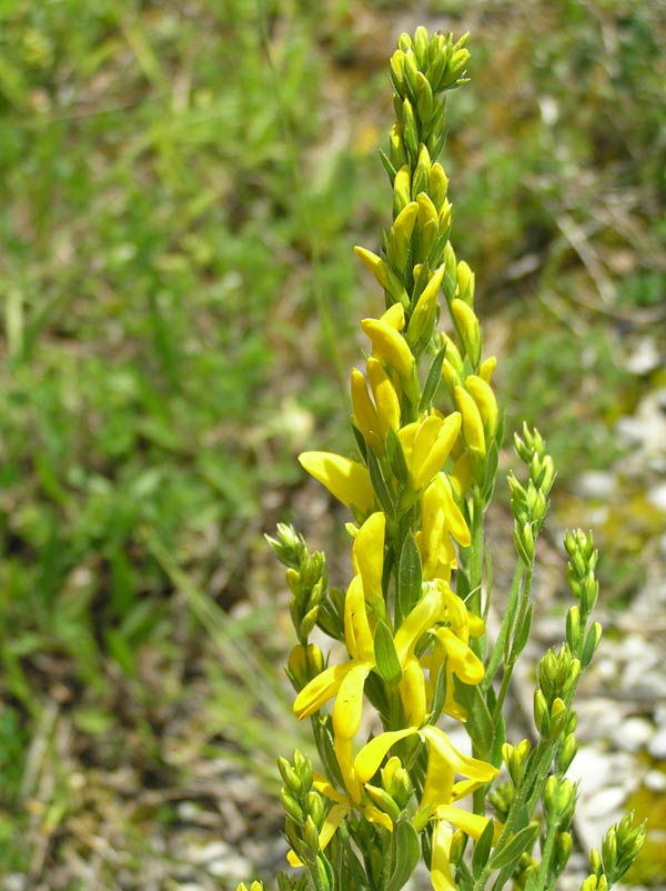 Biodiversit - come si fa in Germania