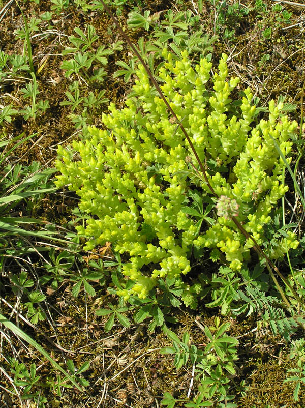 Biodiversit - come si fa in Germania
