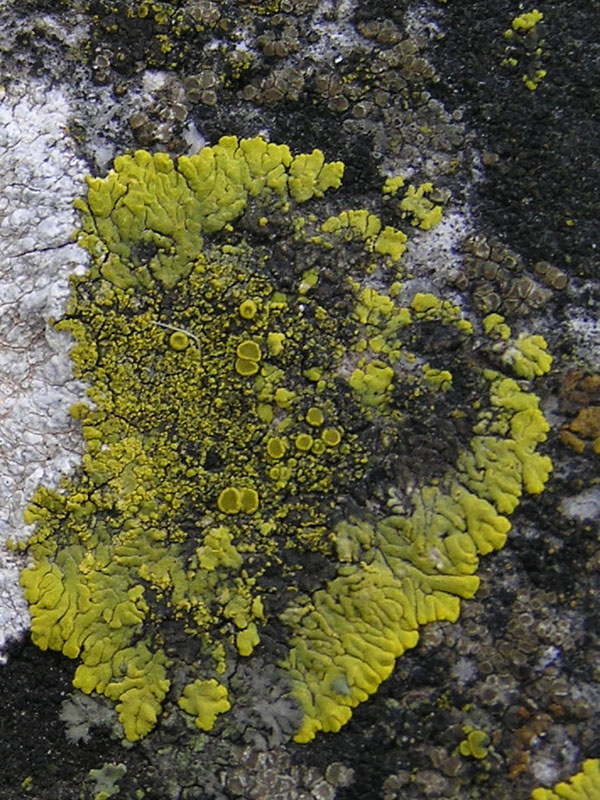 Licheni da Aquileia (GO)