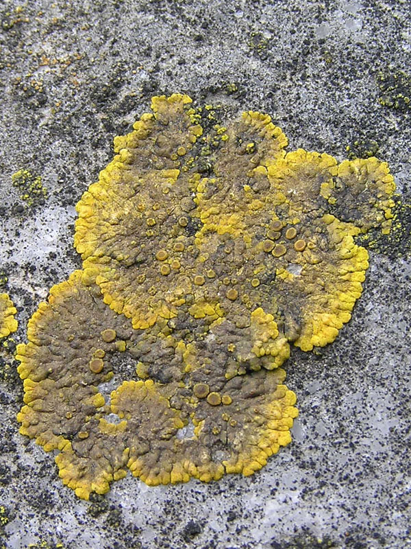 Licheni da Aquileia (GO)