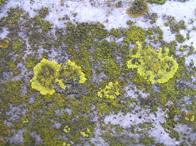 Licheni da Aquileia (GO)