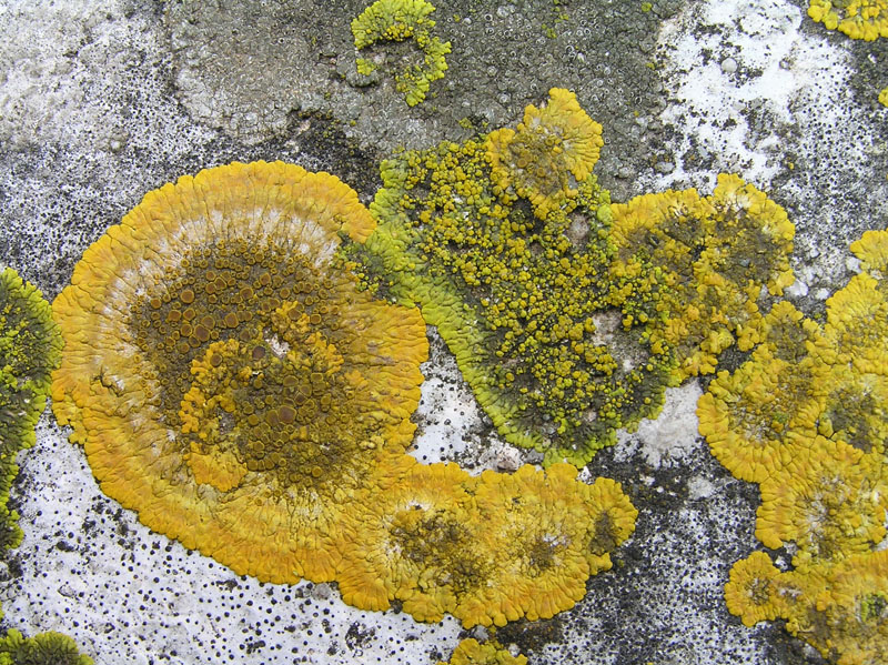 Licheni da Aquileia (GO)