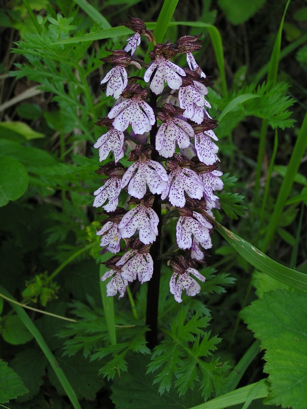 Orchis purpurea della Majella da 2005