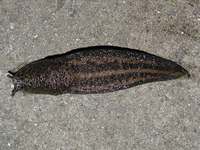 Il primo Limax da Buers (Austria) da 2008 - forse?