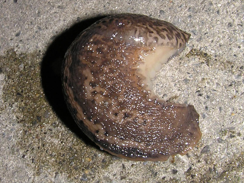 Il primo Limax da Buers (Austria) da 2008 - forse?