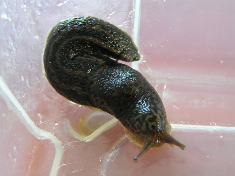 Il primo Limax da Buers (Austria) da 2008 - forse?