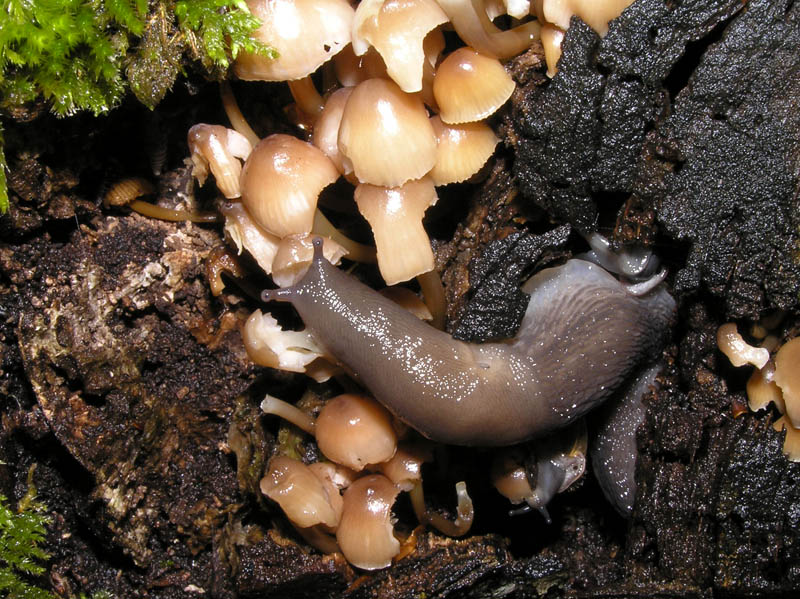 Limax (Brachylimax) giovannellae Falkner & Niederhfer 2008