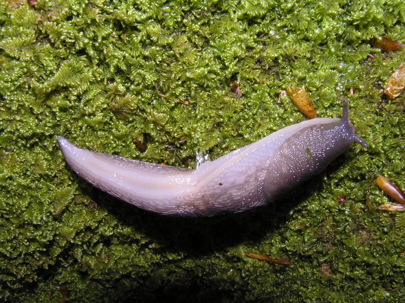 Limax (Brachylimax) giovannellae Falkner & Niederhfer 2008