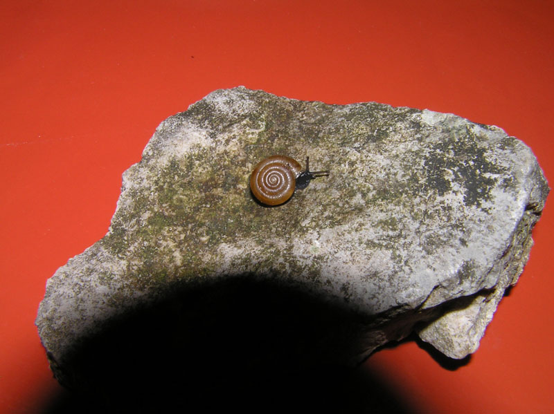 Trochulus (Trochulus) caelatus (Studer 1820)