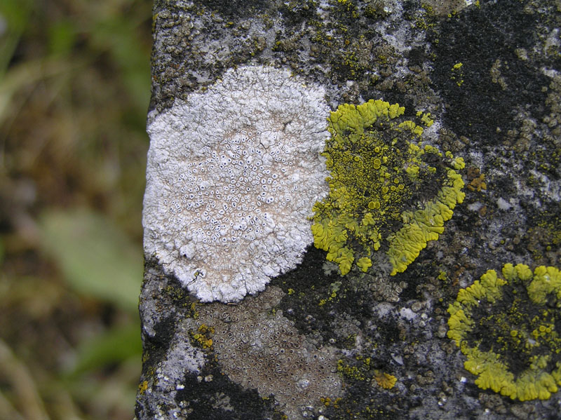 Licheni da Aquileia (GO)