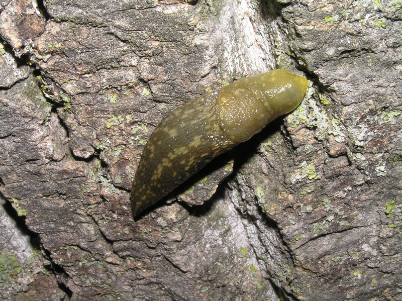 Limacus flavus da Grado (GO) e Otranto (LE)