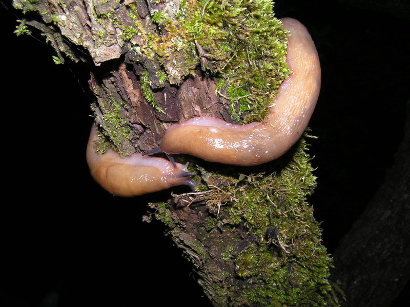 Limax del corsicus-gruppo da Ostia (RM)