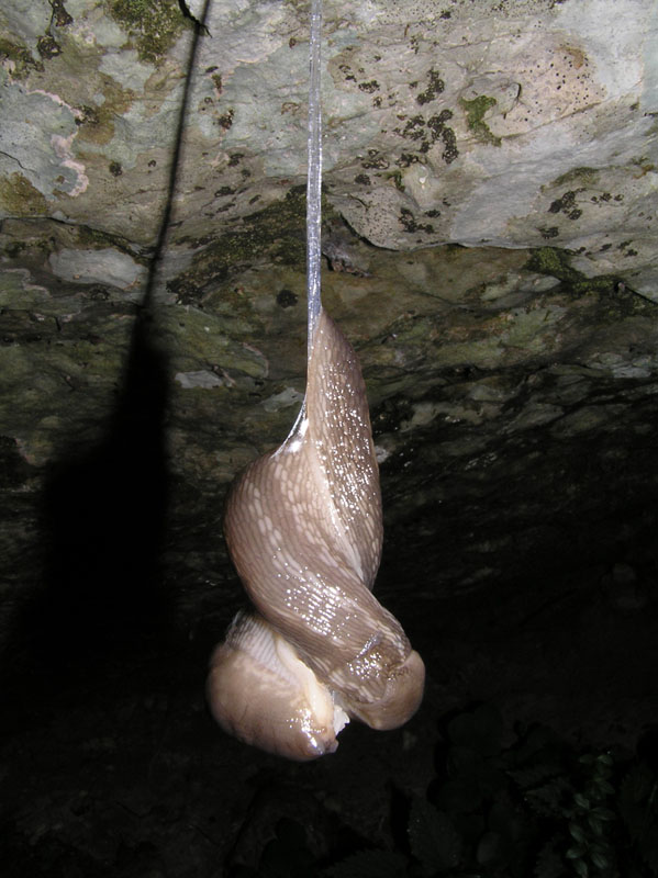 Limax (Brachylimax) giovannellae Falkner & Niederhfer 2008