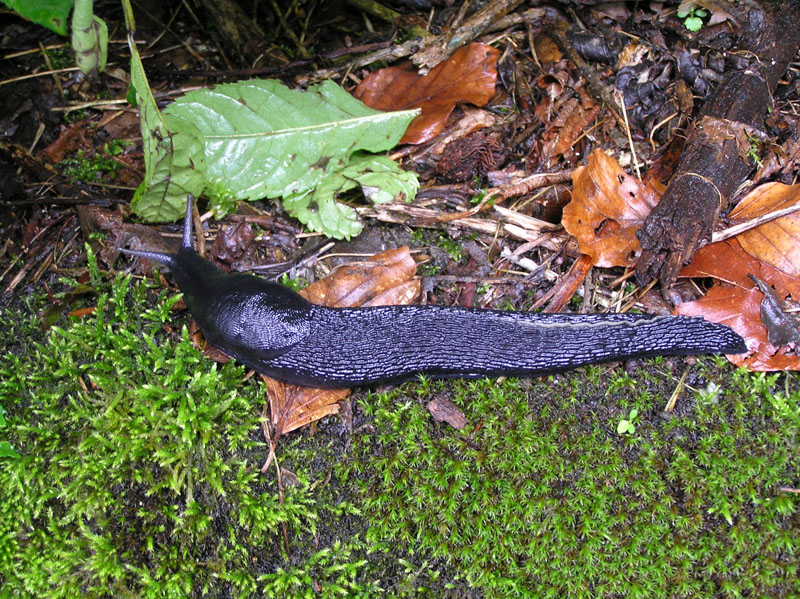 Limax (Brachylimax) giovannellae Falkner & Niederhöfer 2008