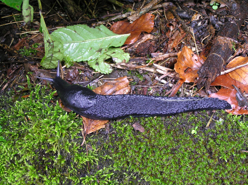 Limax (Brachylimax) giovannellae Falkner & Niederhfer 2008