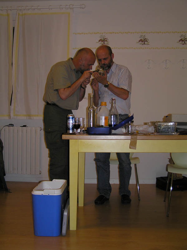 Limax (Brachylimax) giovannellae Falkner & Niederhfer 2008
