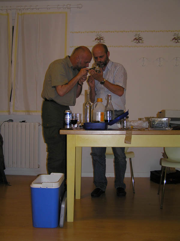Limax (Brachylimax) giovannellae Falkner & Niederhöfer 2008