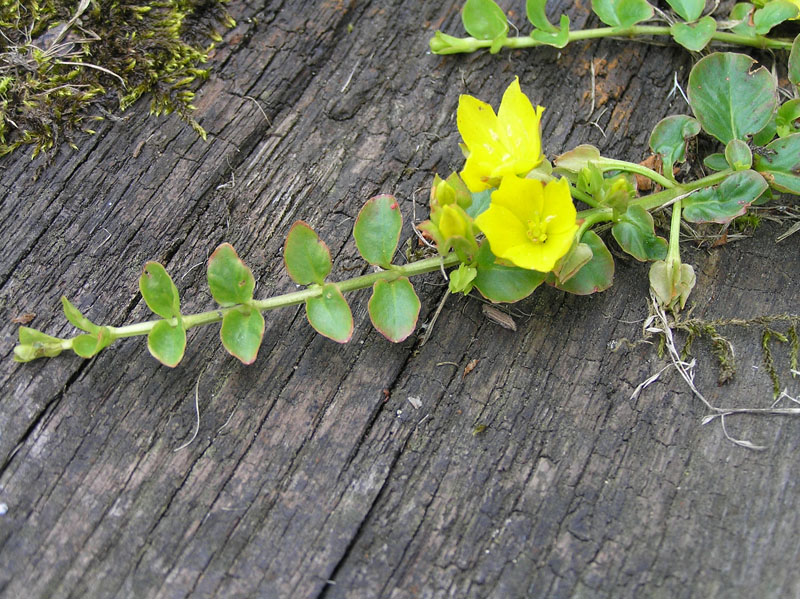 Lysimachia nummularia in Germania e nel mio giardino