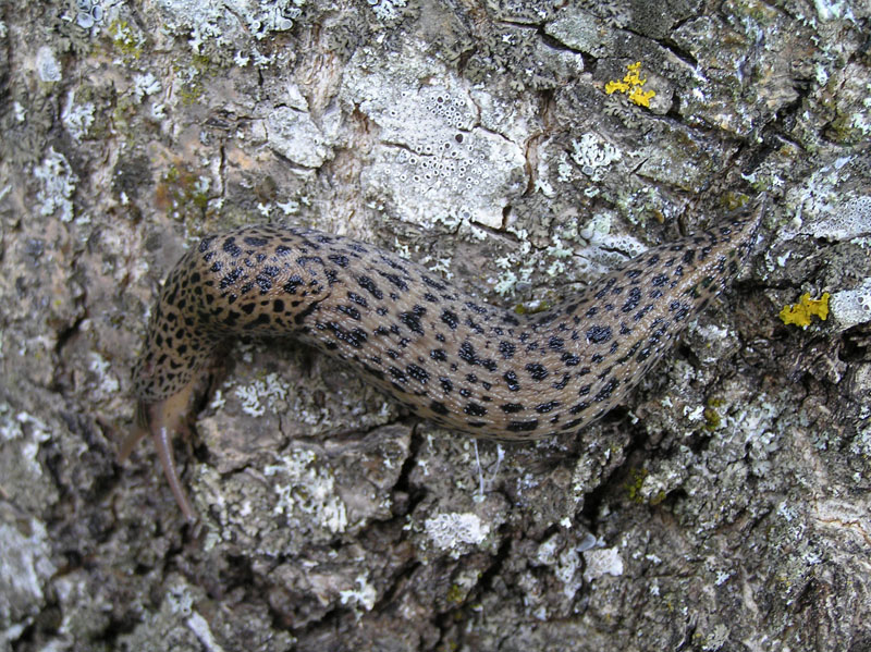 Limax (Brachylimax) giovannellae Falkner & Niederhfer 2008