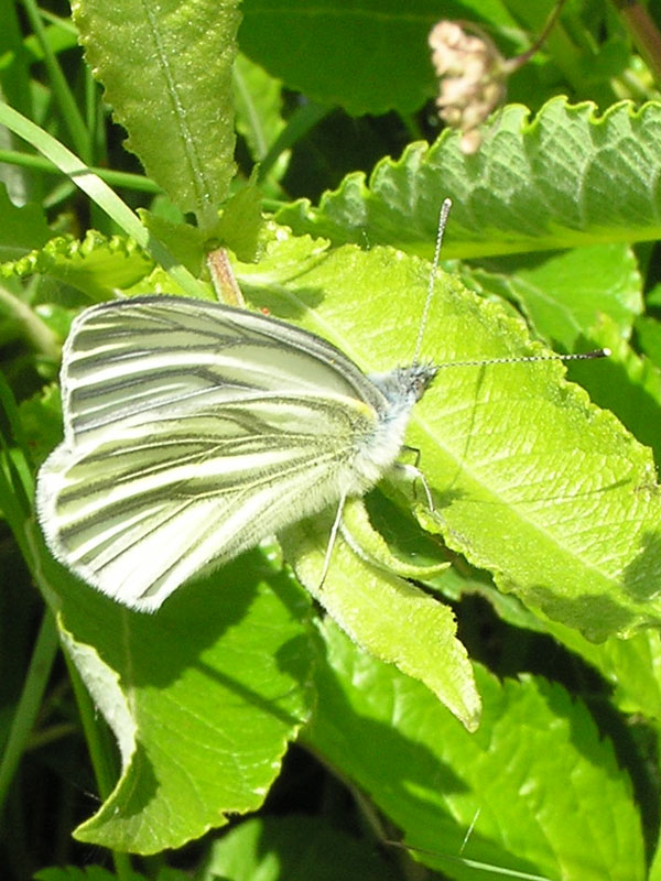 Pieris bryoniae Hbner 1806