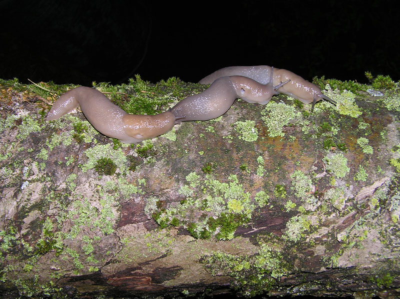 Limax bivonae della Sicilia