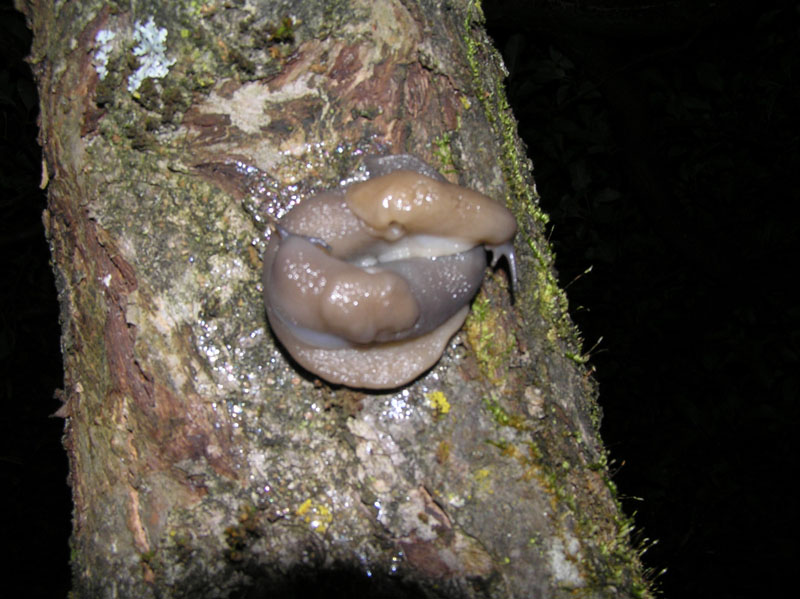 Limax bivonae della Sicilia