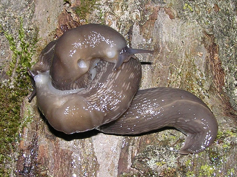 Limax (Brachylimax) giovannellae Falkner & Niederhfer 2008