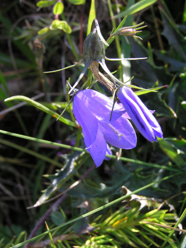 Il genere Campanula sul Forum