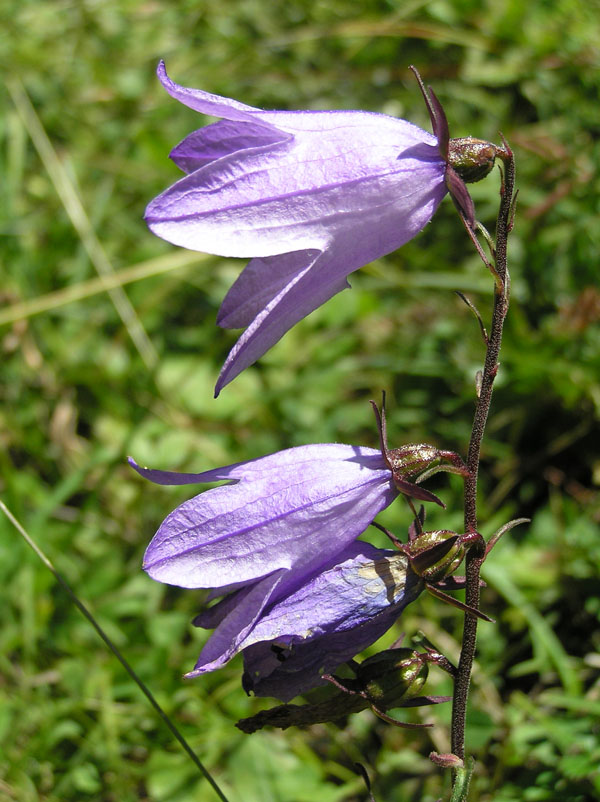 Il genere Campanula sul Forum