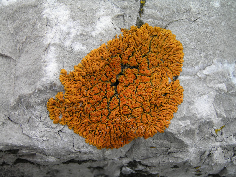 Licheni dal Jaunpass (Svizzera)