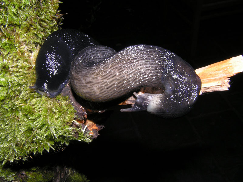 Limax cf cinereoniger della Svizzera (cantone Berna)