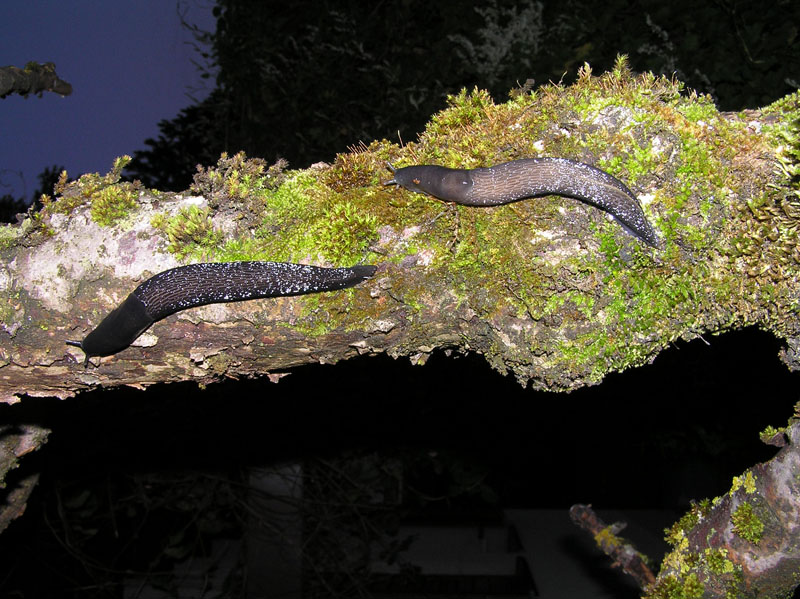 Limax cf cinereoniger della Svizzera (cantone Berna)