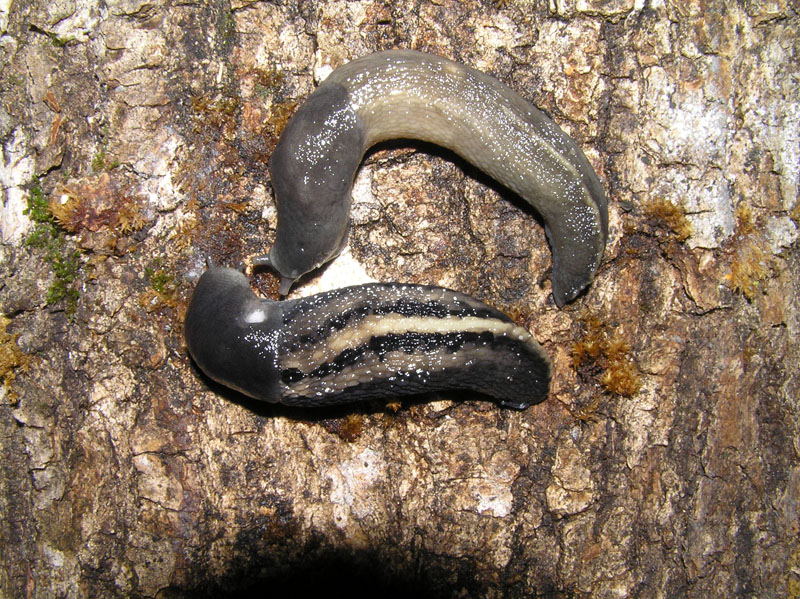 Limax cf cinereoniger da Siusi (BZ)