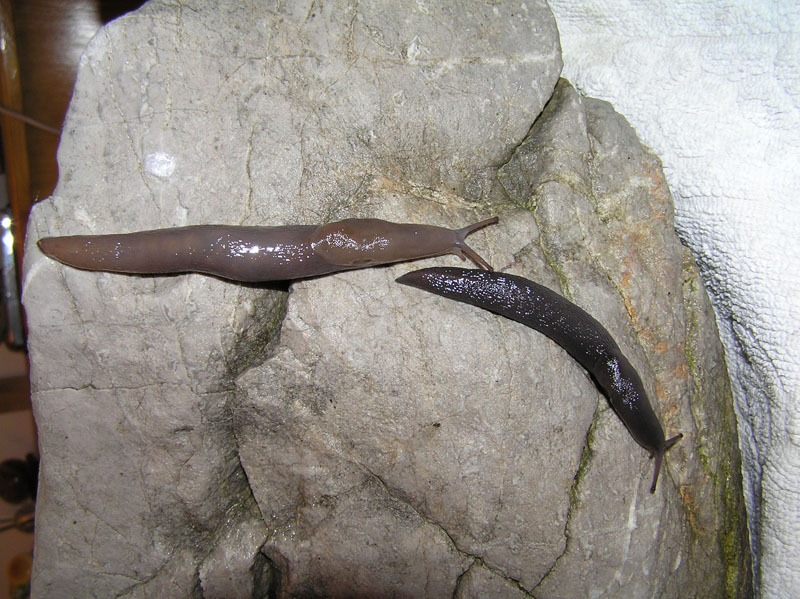 Limax brandstetteri Falkner 2008