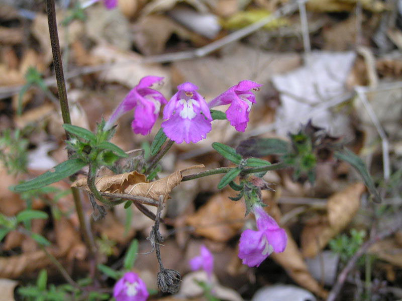 Galeopsis angustifolia / Canapetta a foglie strette