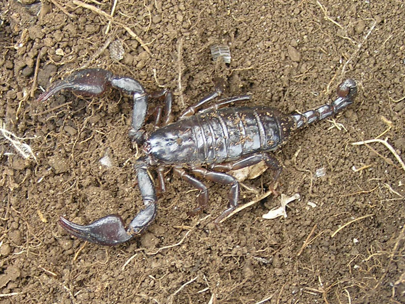 Euscorpius sp. Lago del Matese (CE)