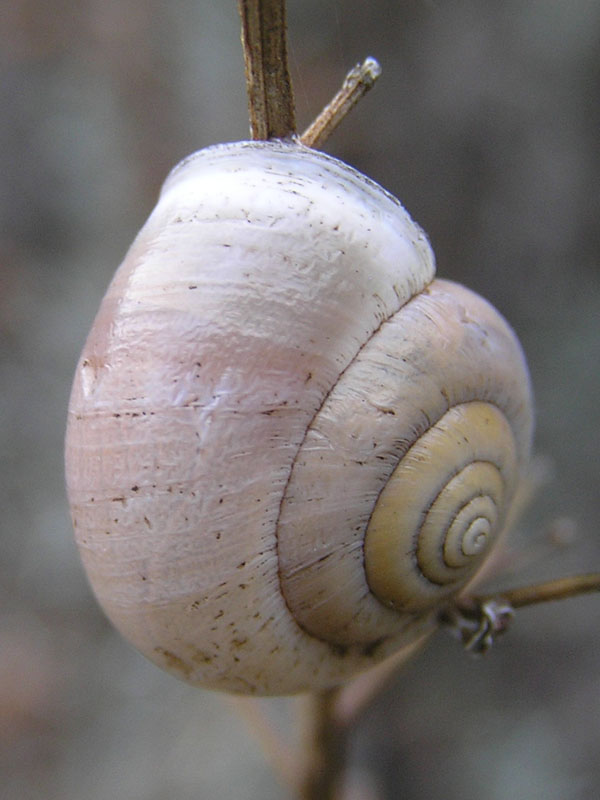 Monacha martensiana Tiberi 1869