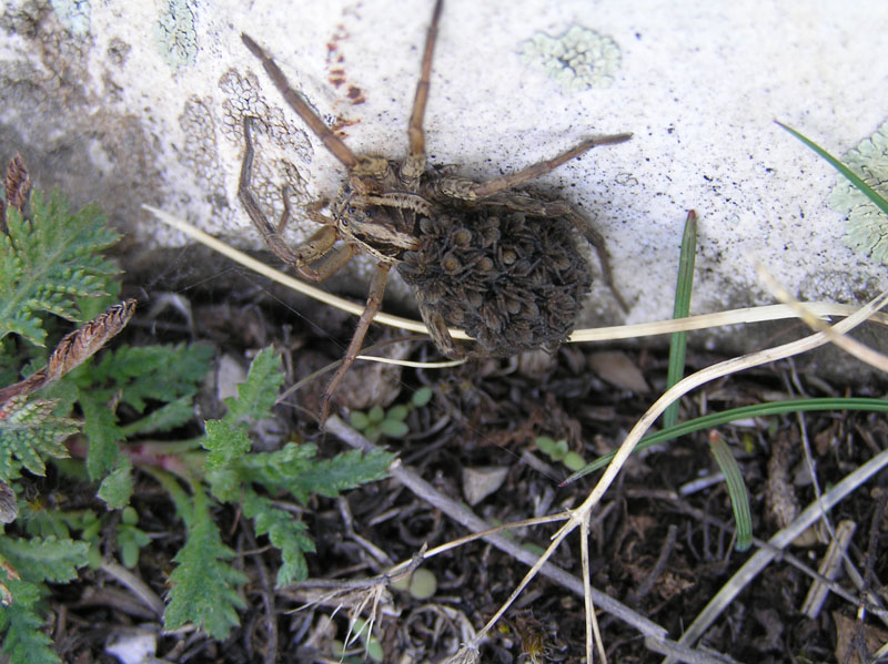 Hogna radiata (Latreille, 1817)