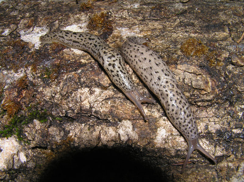 Limax cf maximus del Circeo (LT)