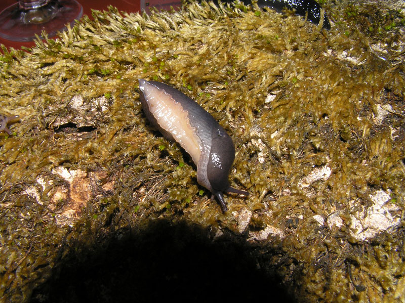 Limacidae dei Monti del Matese (CB)