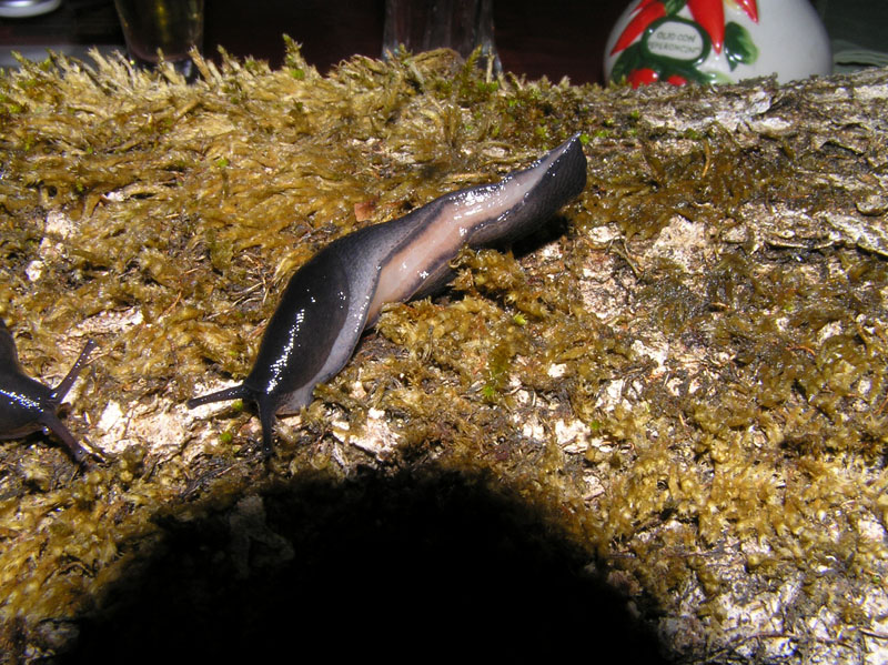 Limacidae dei Monti del Matese (CB)