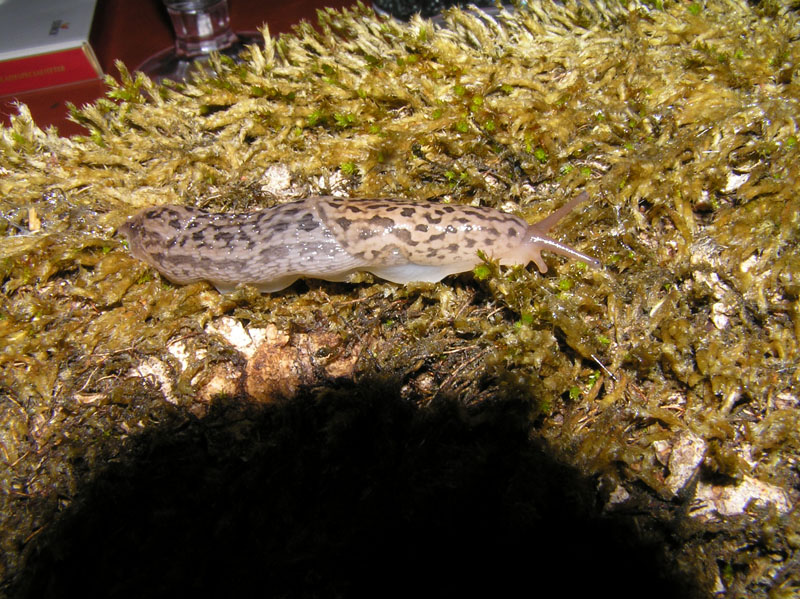 Limacidae dei Monti del Matese (CB)